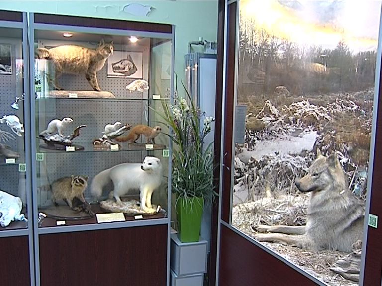 музей кировский городской зоологический музей. зоологический музей киров ленина. выставочный зал на кирова. зоологический музей киров ленина 160. зоологический музей киров.