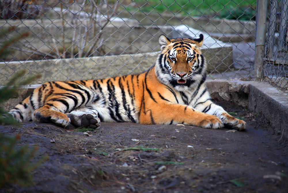 Вести. Киров 27.08.2018 (Россия-24)
