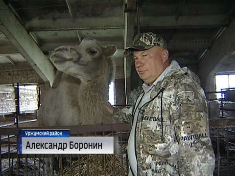 В Кировской области спасли от гибели лосёнка