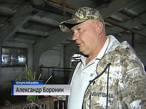 В Кировской области спасли от гибели лосёнка