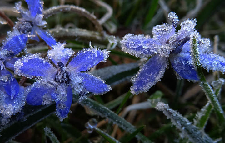 В Кировской области ожидаются заморозки.