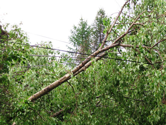 В Кирове из-за падения деревьев были повреждены сети наружного освещения.