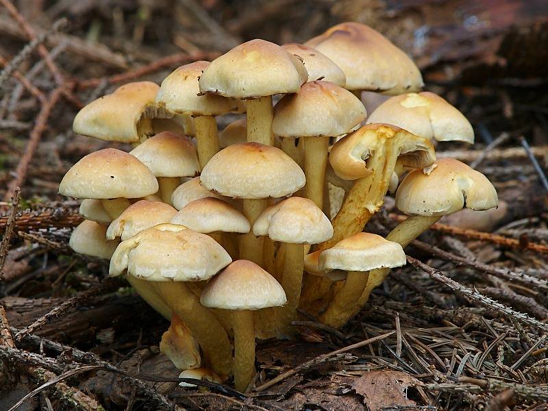 В Лебяжье трое местных жителей отравились грибами.