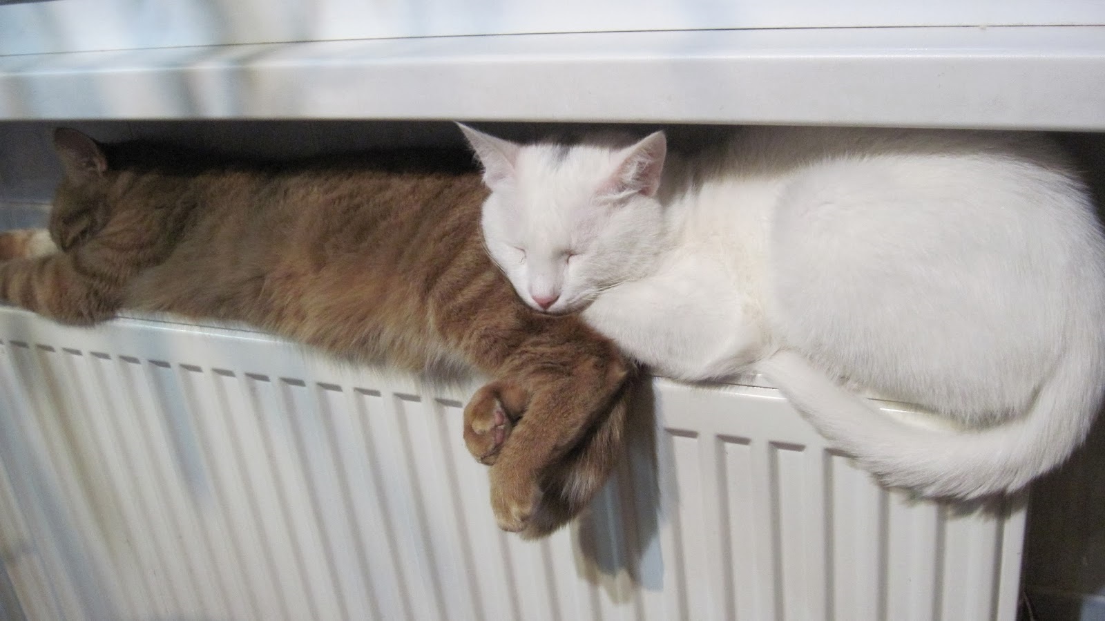 В Кирове включили теплоснабжение в 73 социальных учреждениях.