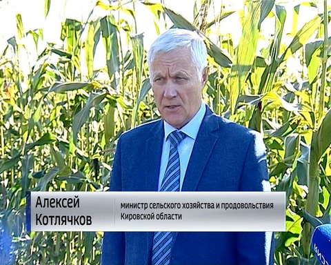 Оричевские аграрии поделились опытом выращивания кукурузы 