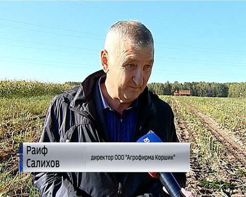 Оричевские аграрии поделились опытом выращивания кукурузы 