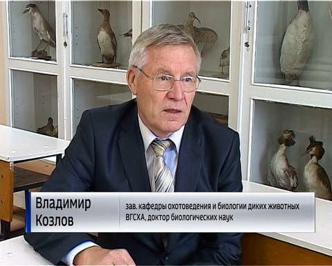 В области участились случаи столкновения автомобилей с лосями