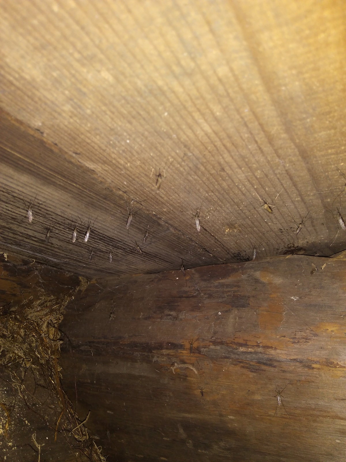 В Нургушском заповеднике выявили несколько сотен малярийных комаров.