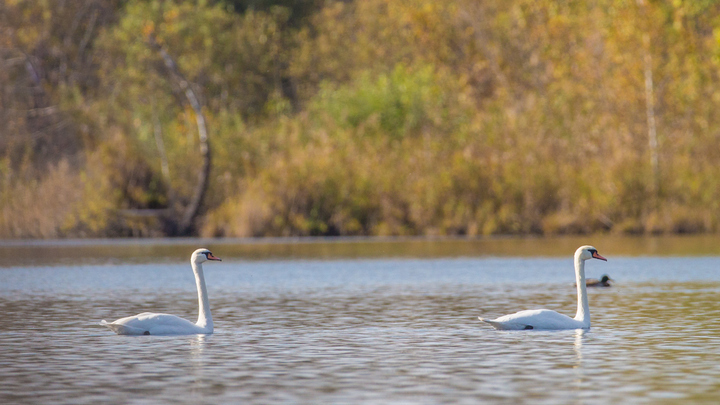 В «Нургуше» была замечена пара редких лебедей.