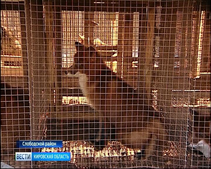 Вести. Кировская область (Россия-1) 13.11.2018