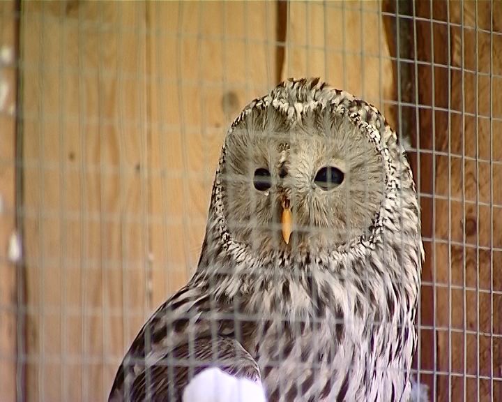 Кировские волонтеры выхаживают больных птиц