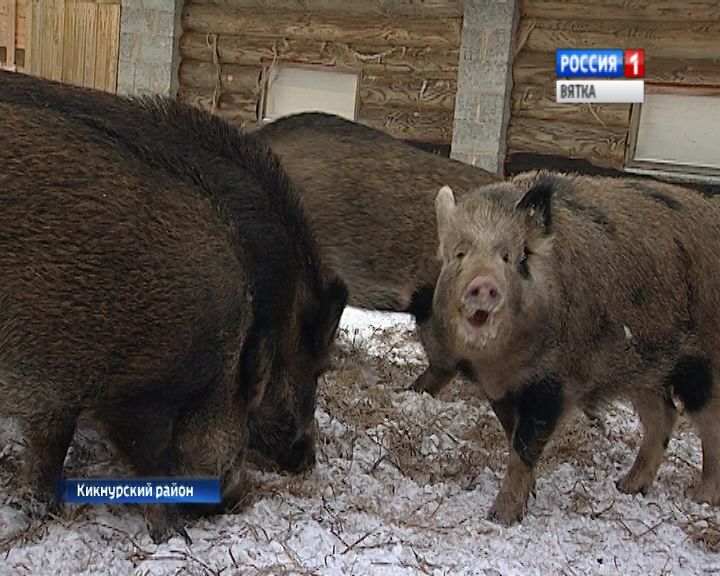 У жителя Кикнура в хозяйстве живет свой символ года – свинокабан