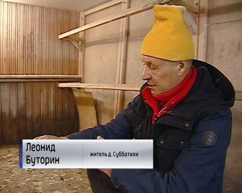 Кировчанин выхаживает раненого лебедя