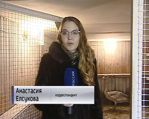 Кировчанин выхаживает раненого лебедя