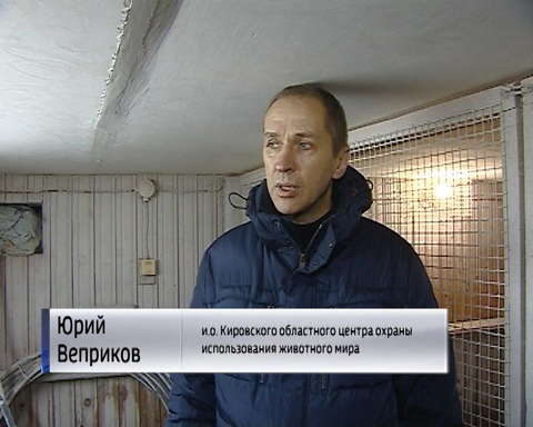 Кировчанин выхаживает раненого лебедя