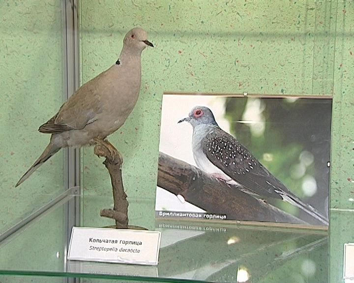 В Кировском зоологическом музее можно познакомиться с птицей 2019 года
