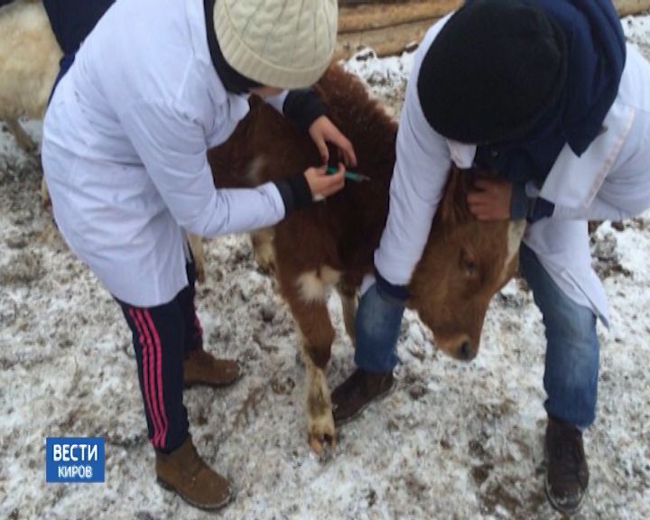 Вести. Киров (Россия-24) 01.02.2019