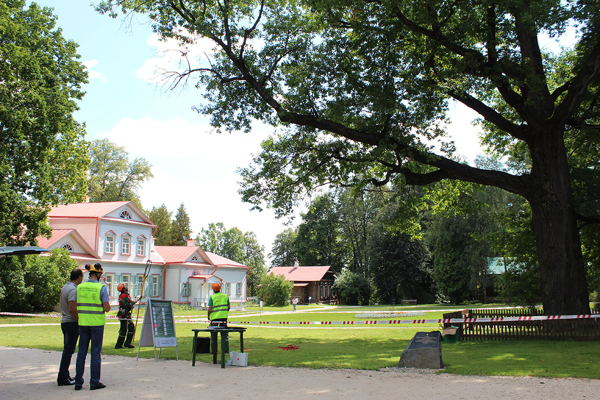 Кировчанам предлагают проголосовать за европейское дерево года.