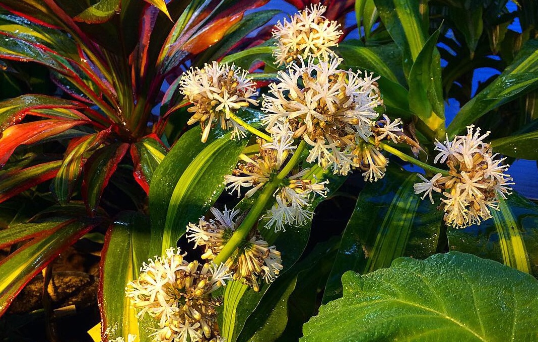 В оранжерее ботанического сада впервые зацвели драцены.