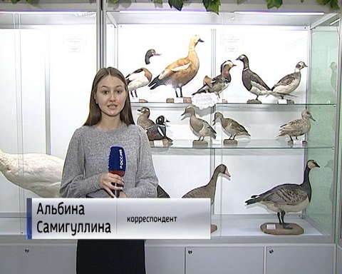 В Кировском зоологическом музее можно познакомиться с птицей 2019 года 
