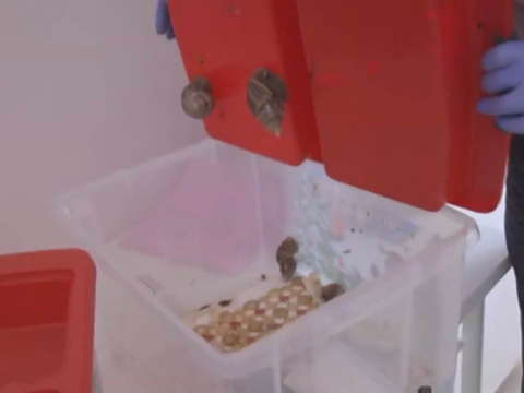 В Кирове сотрудники ФСБ закрыли мошеннический медицинский центр.