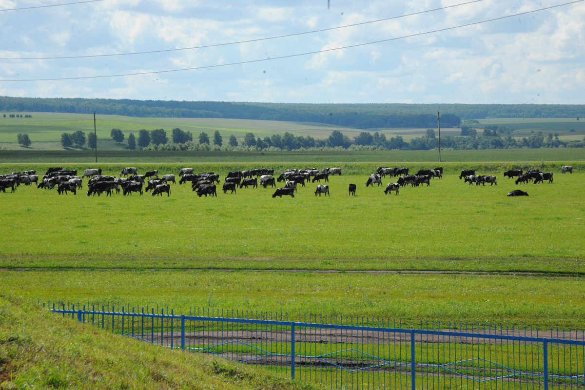 В Кировской области на поддержку фермерских хозяйств выделят 36 млн рублей.