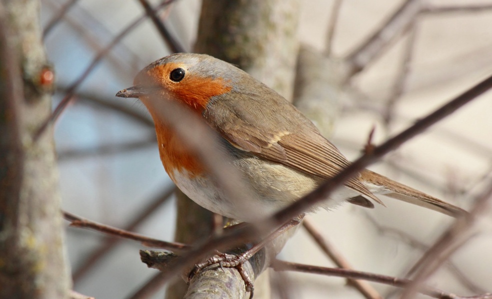 В Кировской области ожидается вторая волна миграций перелетных птиц.