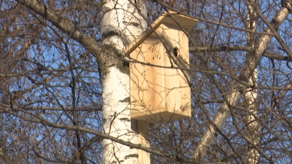 Кировские школьники и студенты в Заречном парке обновили скворечники и подкормили пернатых