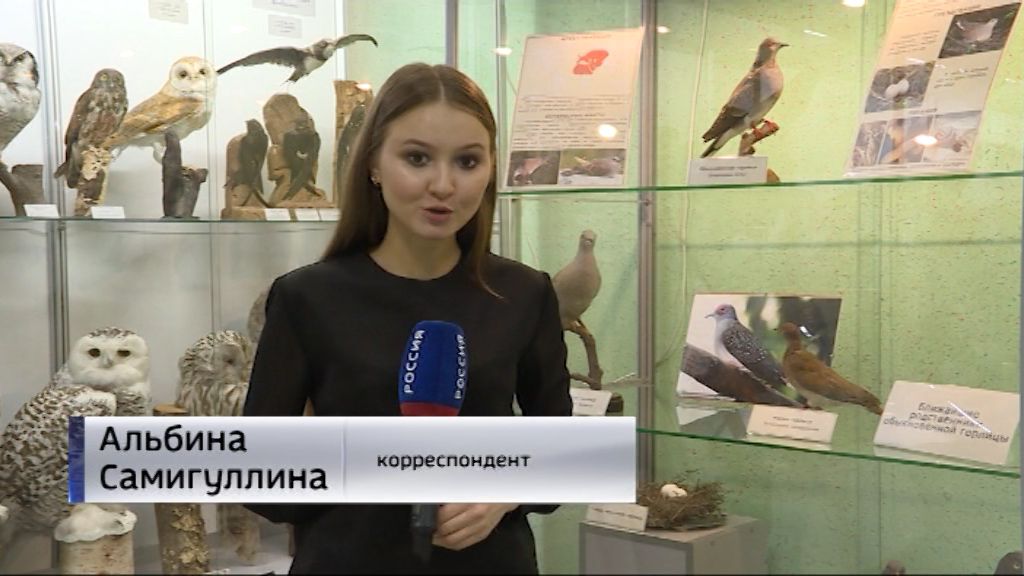 зоомузей киров ленина 160. зоологический музей киров. зоологический музей киров. зоологический музей киров. зоологический музей нововятск.