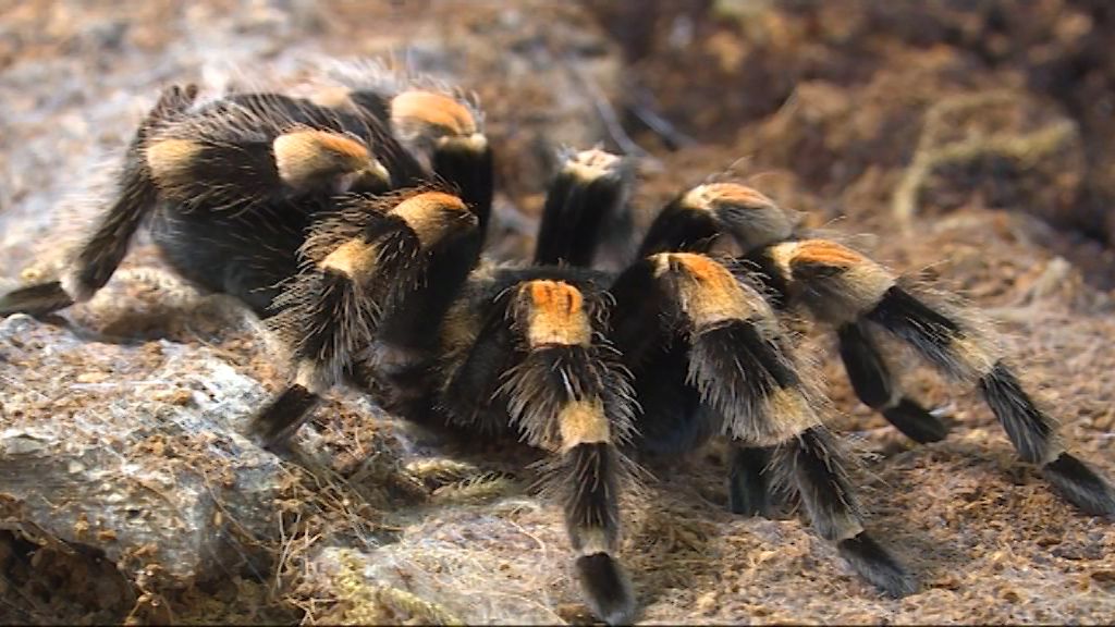 В Кирове открылась выставка пауков.