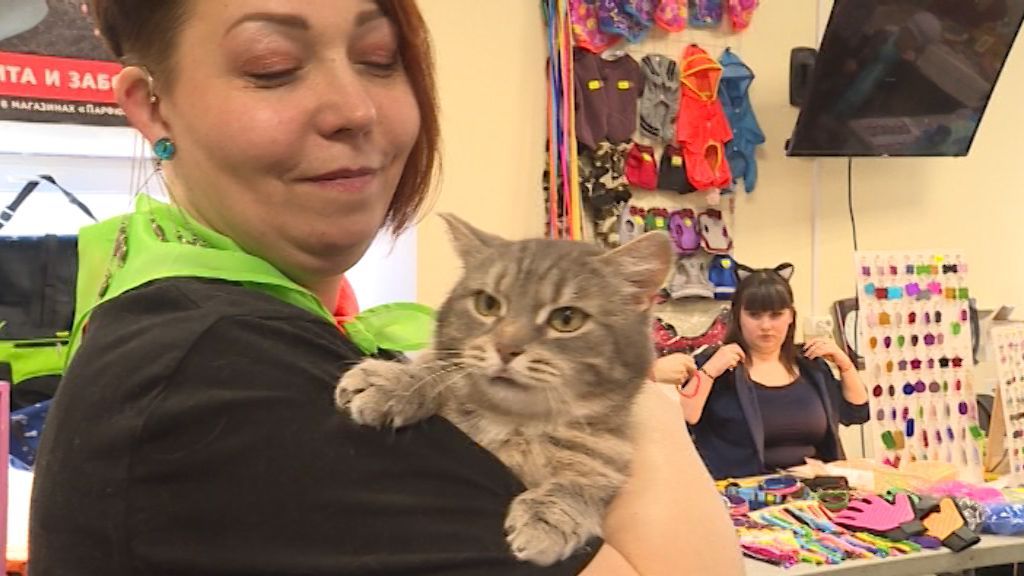 В Кирове прошла выставка бездомных кошек