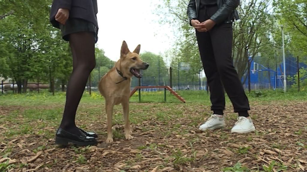 Волонтеры спасли собаку.