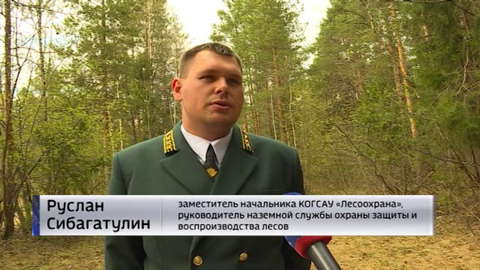 В регионе началось наземное патрулирование лесов