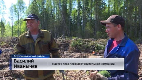 В Верхошижемском районе посадили шесть тысяч саженцев