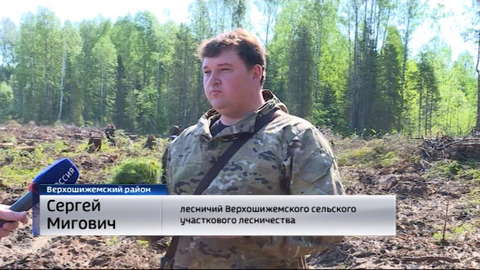 В Верхошижемском районе посадили шесть тысяч саженцев