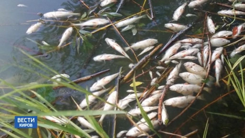 Вести. Киров (Россия-24) 18.06.2019