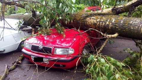 В Кирове шквалистый ветер ломал деревья и срывал вывески.