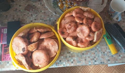 В кировских лесах - "грибное нашествие".