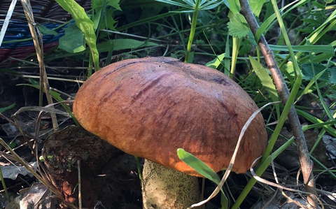 В кировских лесах - "грибное нашествие".