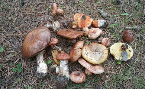 В кировских лесах - "грибное нашествие".