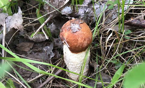 В кировских лесах - "грибное нашествие".