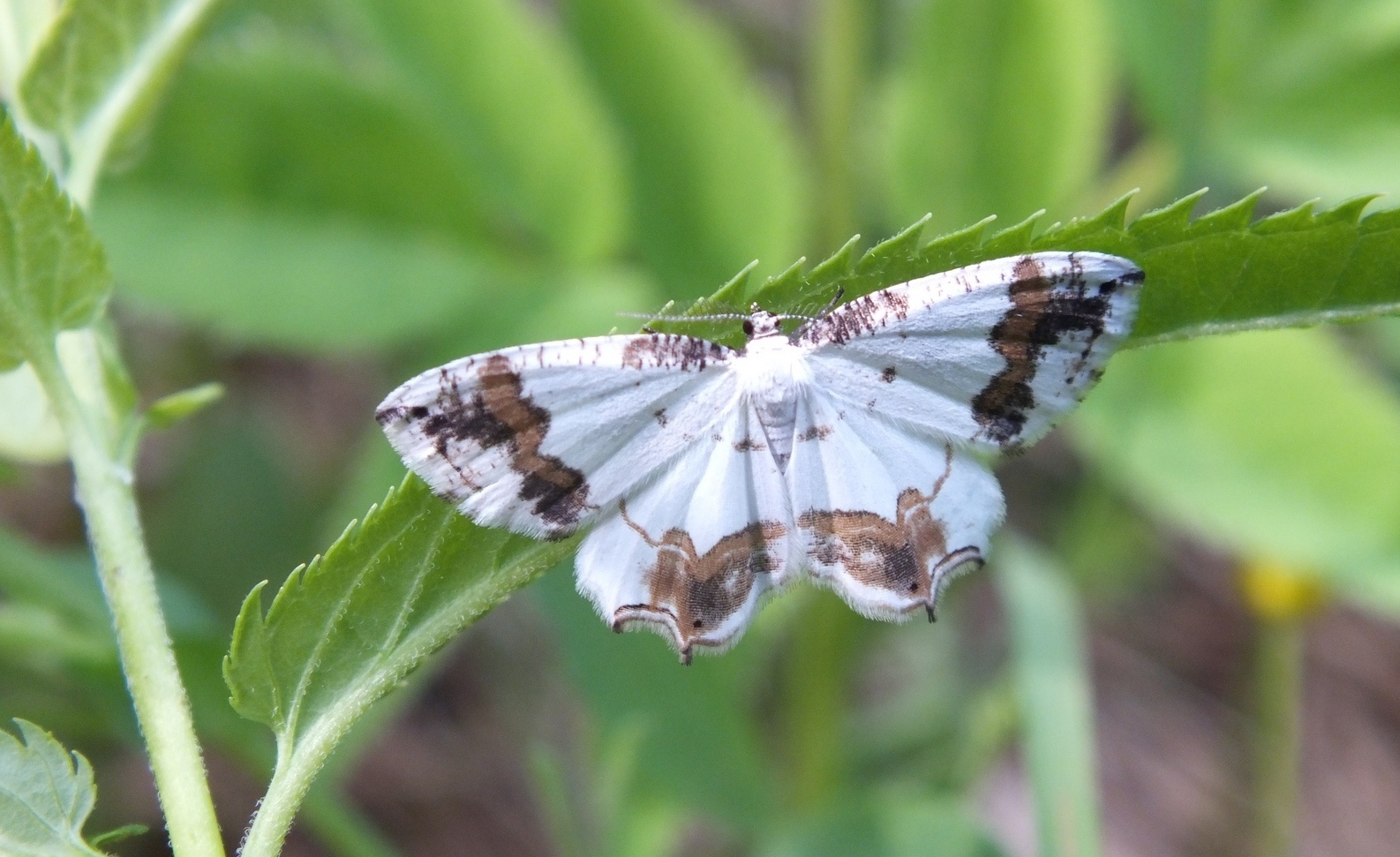 В заповеднике «Нургуш» нашли новый вид бабочек.