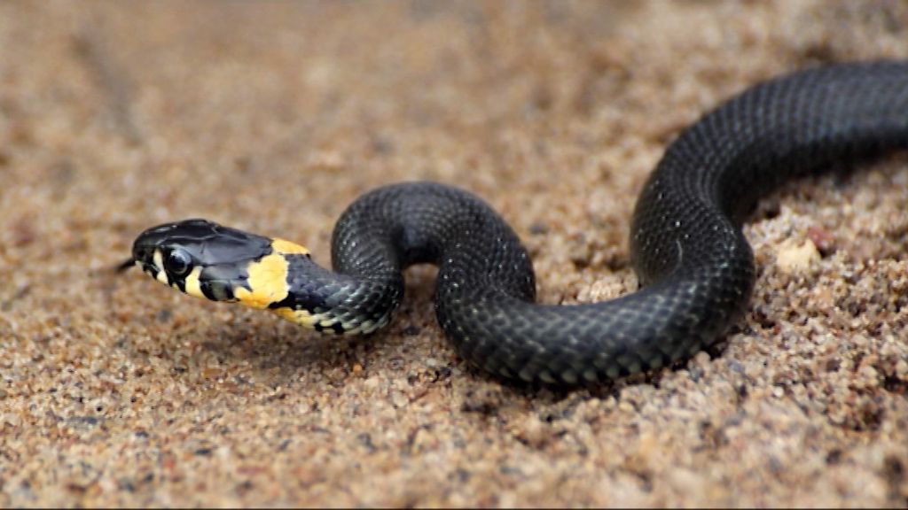 С начала сезона 12 кировчан пострадали от укусов змей