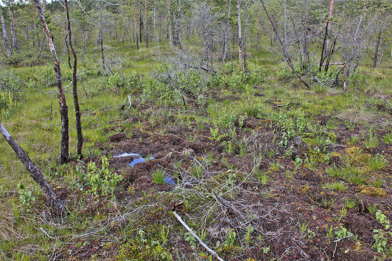 В Омутнинском районе сотрудники ИК-18 спасли грибника, тонувшего в болоте.
