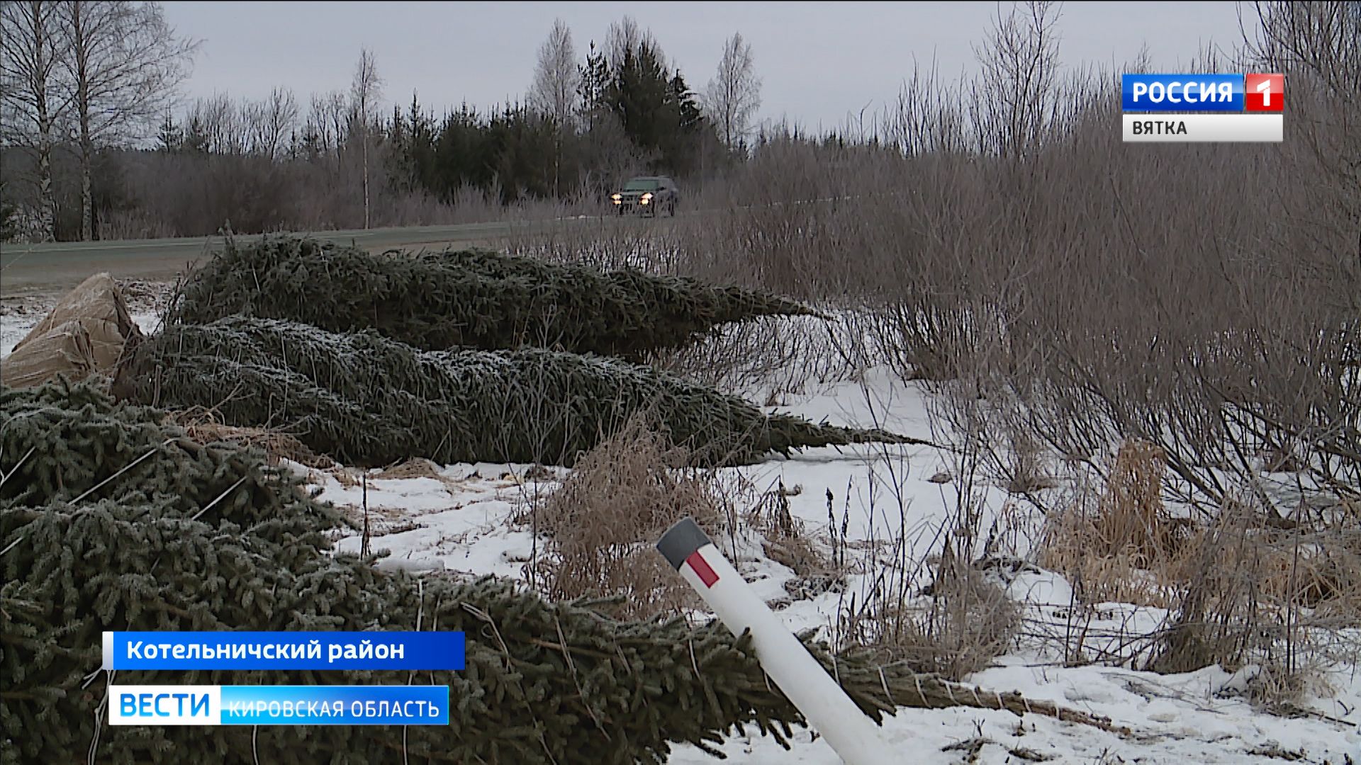 В Котельничском районе стали пропадать крупномерные деревья