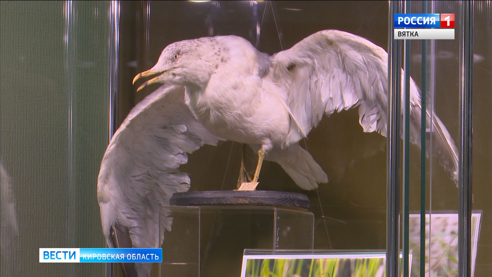 В Областном краеведческом музее города Кирова открылась выставка «Весна на крыльях»