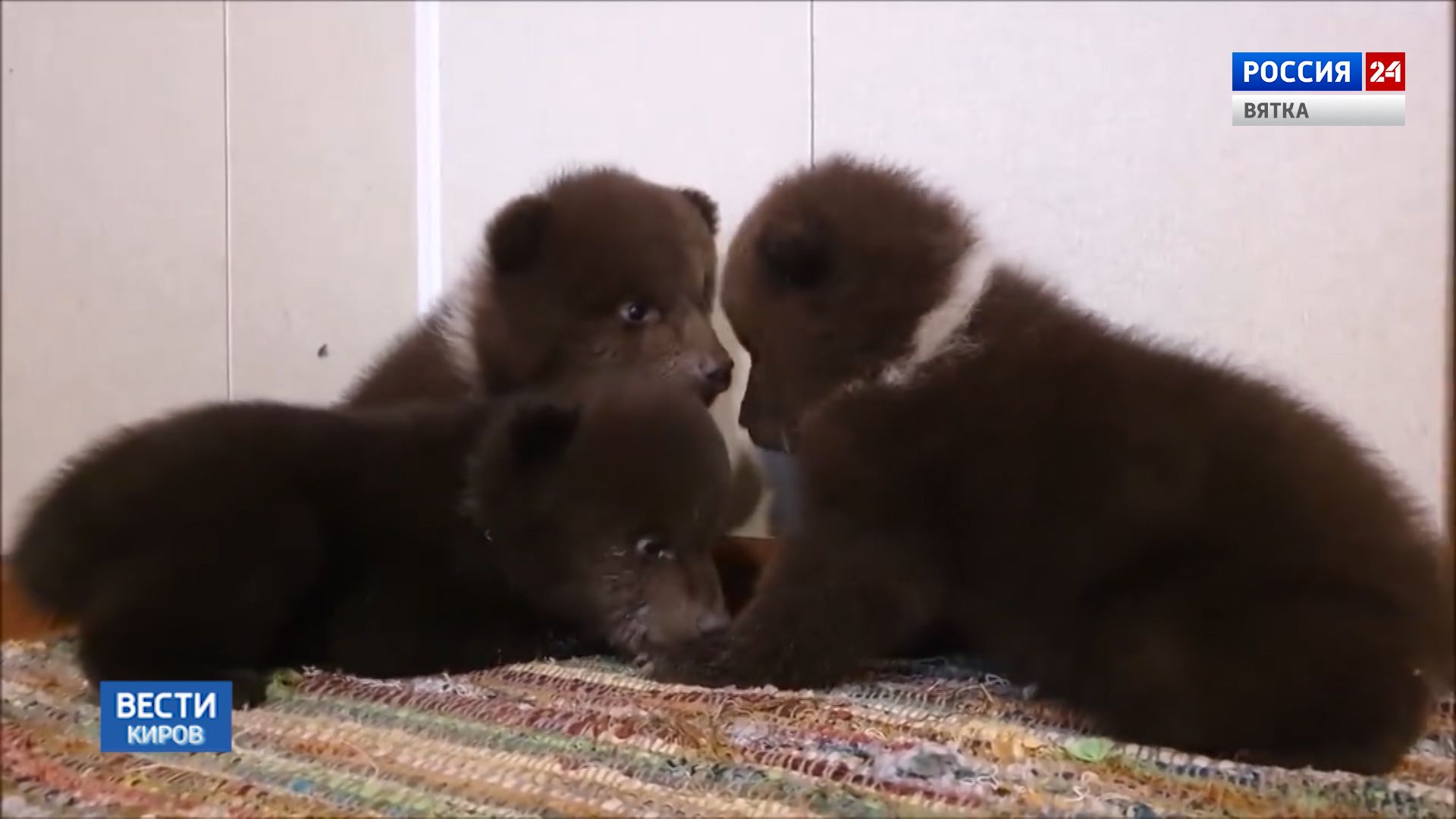 В Лузском районе спасли трех медвежат, брошенных мамой-медведицей