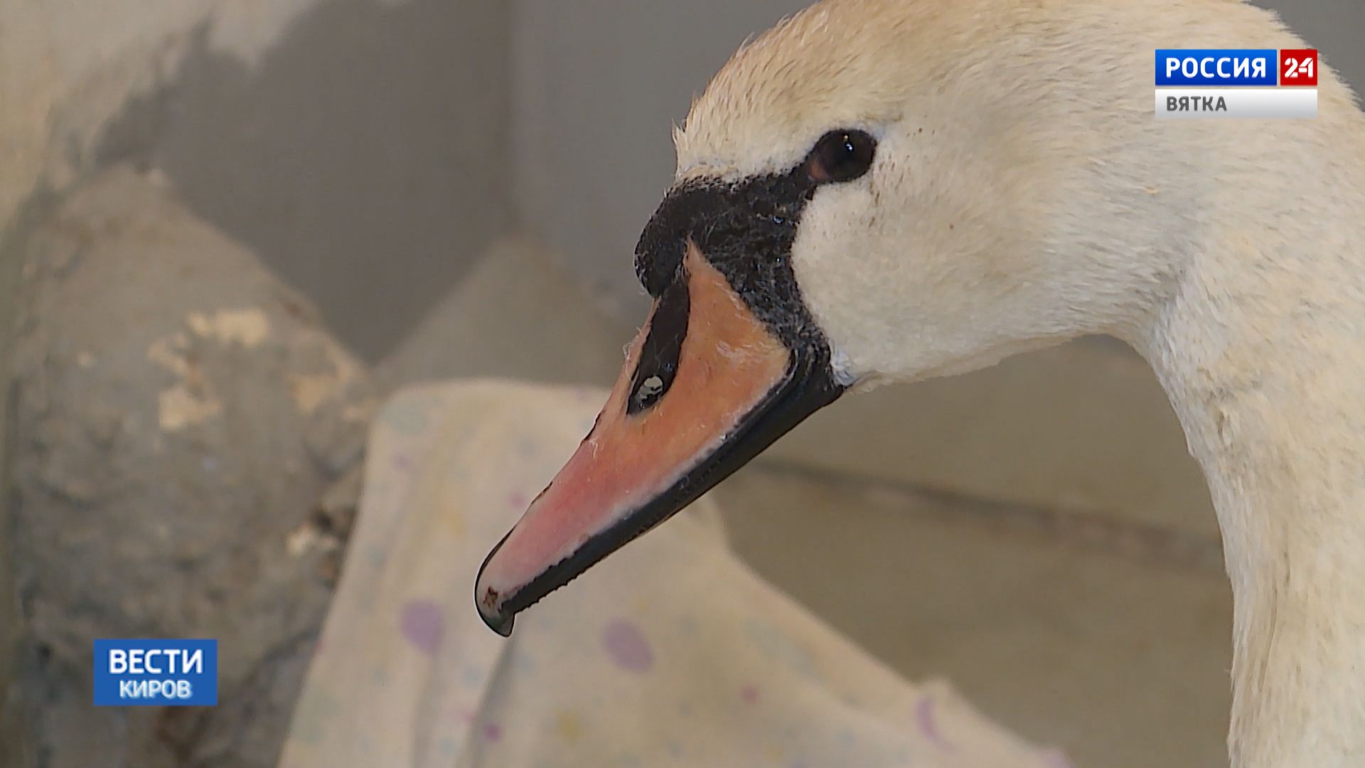 В Фаленском районе местным жителям удалось спасти одинокого лебедя