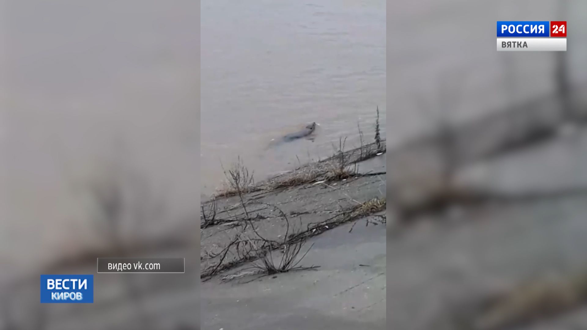 Семейство бобров было замечено в районе старого моста через Вятку