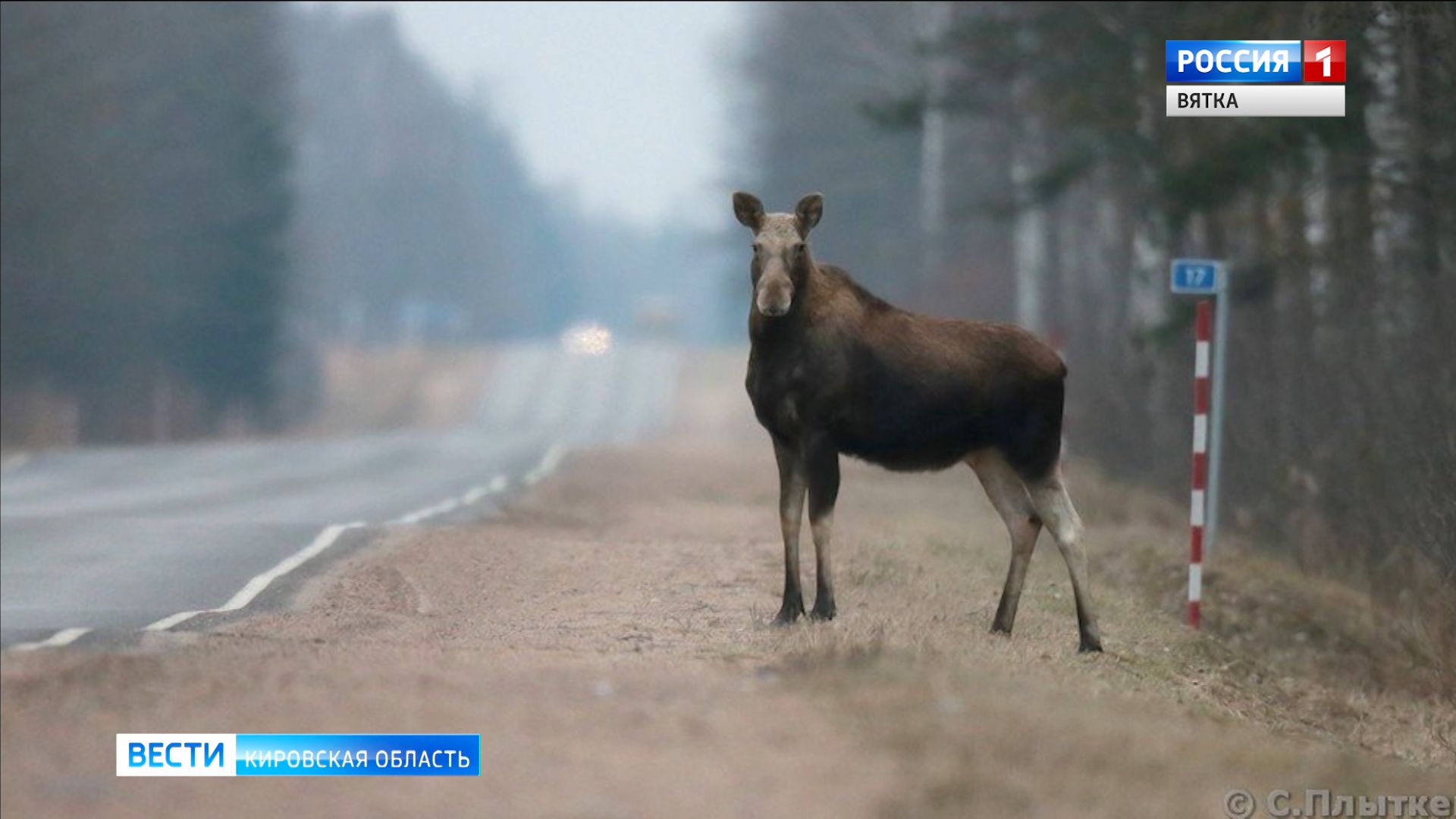 В Кировской области участились ДТП с участием диких животных
